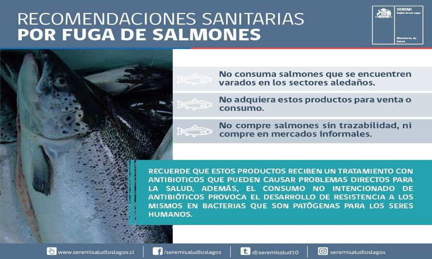 Fuga de salmones: Autoridad sanitaria advierte riesgos de su consumo