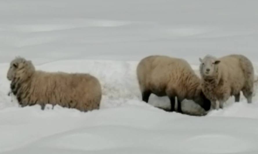 Alimento del ganado en riesgo por caída de nieve en Palena