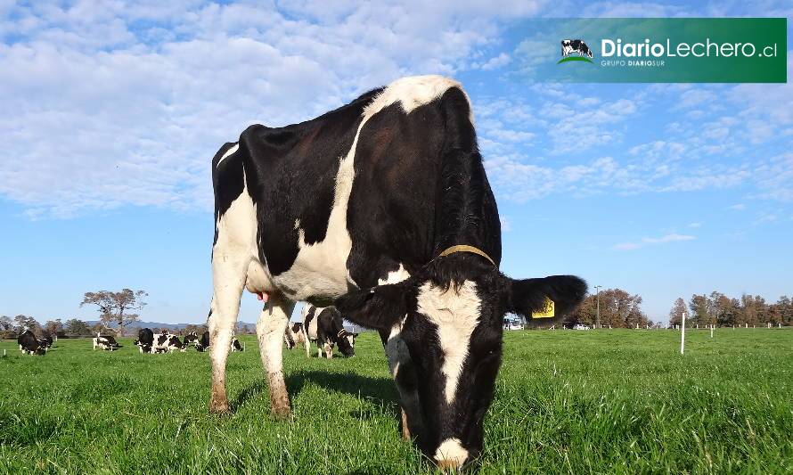 A través de algas buscarán mejorar el perfil de ácidos grasos de la leche y reducir las emisiones de gases invernadero