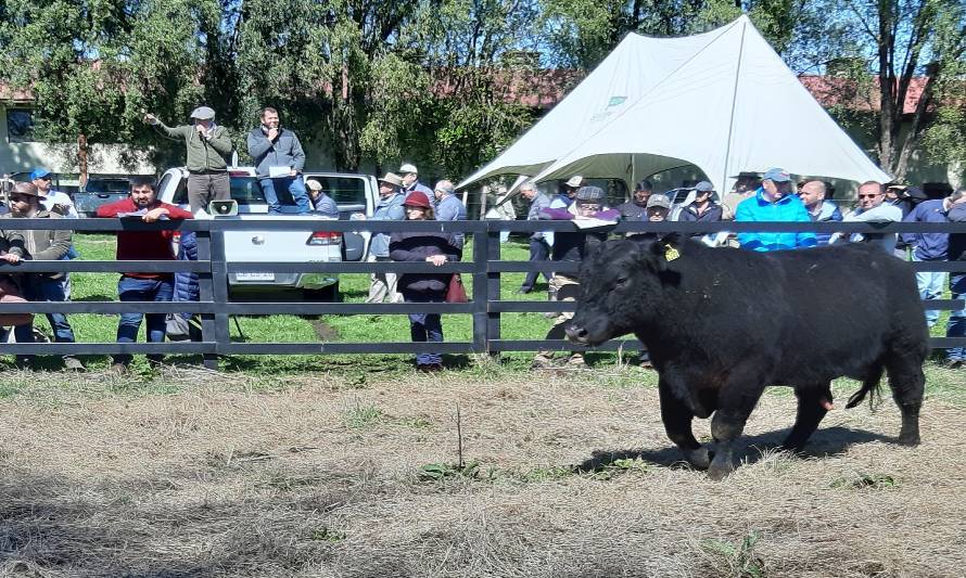 Imagen de archivo del Día del Toro 2019 en INIA La Pampa, Purranque.