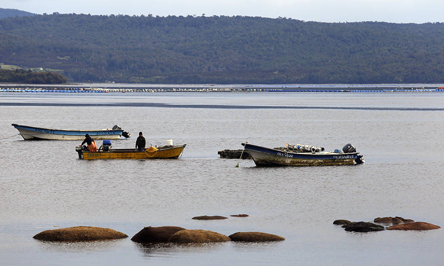 Subpesca pide al Congreso aprobar proyecto que permite a pescadores artesanales la captura de remanentes de cuota