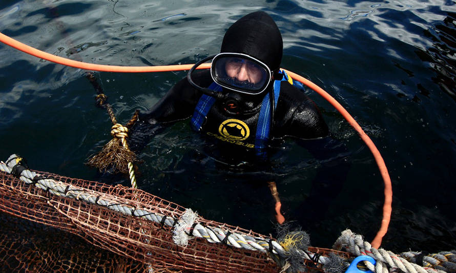 Buzos acuícolas inician capacitación para un buceo seguro