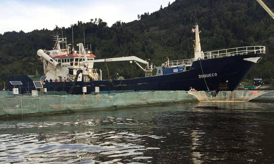 Camanchaca asegura que en 48 horas concluirá retiro de mortalidad de salmones desde fiordo Comau