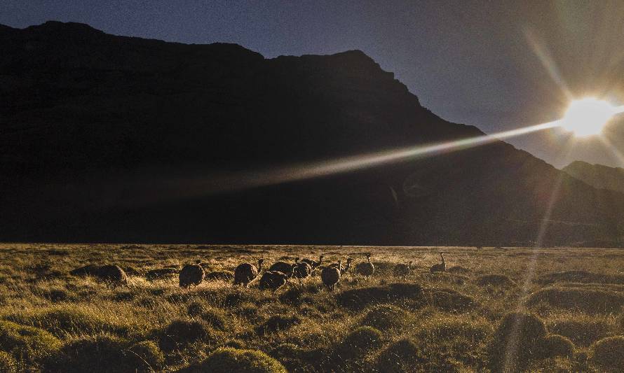 Liberan a otros 14 jóvenes ñandúes desde el Parque Nacional Patagonia