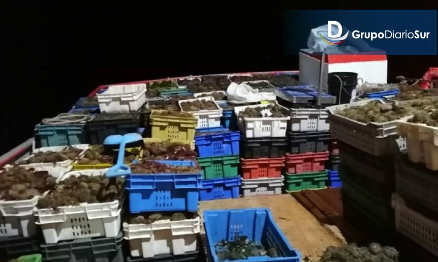 Autoridad Marítima de Castro incautó 9 toneladas de erizo
