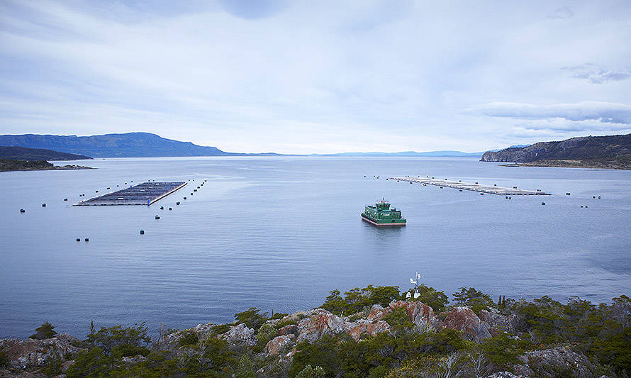 Salmoneros de Magallanes y prohibición de cultivo de salmón en Tierra del Fuego: “La situación en Chile es muy diferente”