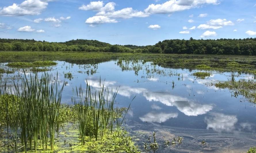 Los Lagos cuenta con más de 500 hectáreas de humedales protegidas