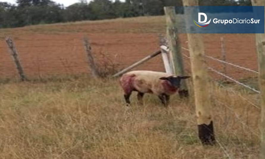 Las ovejas son las más atacadas