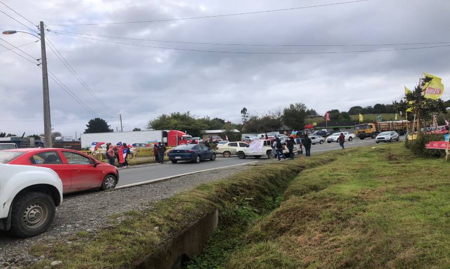 Recolectores de musgo pompón mantienen tomada la ruta 5 a la altura de Calbuco