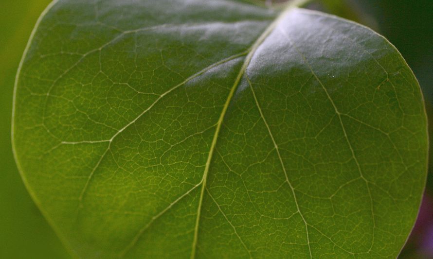 Foto de Ekaterina Belinskaya: https://www.pexels.com/es-es/foto/hoja-verde-en-fotografia-de-cerca-4671539/