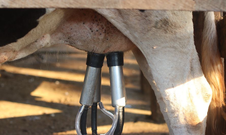 Foto de Ouça e Relaxe: https://www.pexels.com/es-es/foto/industria-animal-agricultura-granja-11816342/
