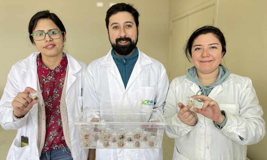 El estudio busca desarrollar barras de cereal con diferentes niveles de algas marinas. Crédito: INIA Remehue.