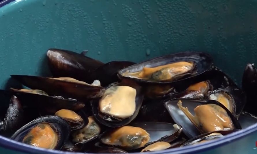 "Chorifest" fomenta el consumo de choritos en escolares de Puerto Montt