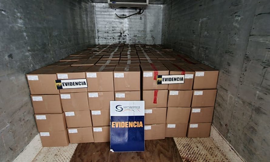 Sernapesca sorprende almacenamiento de 3 toneladas locos de origen ilegal en Puerto Montt