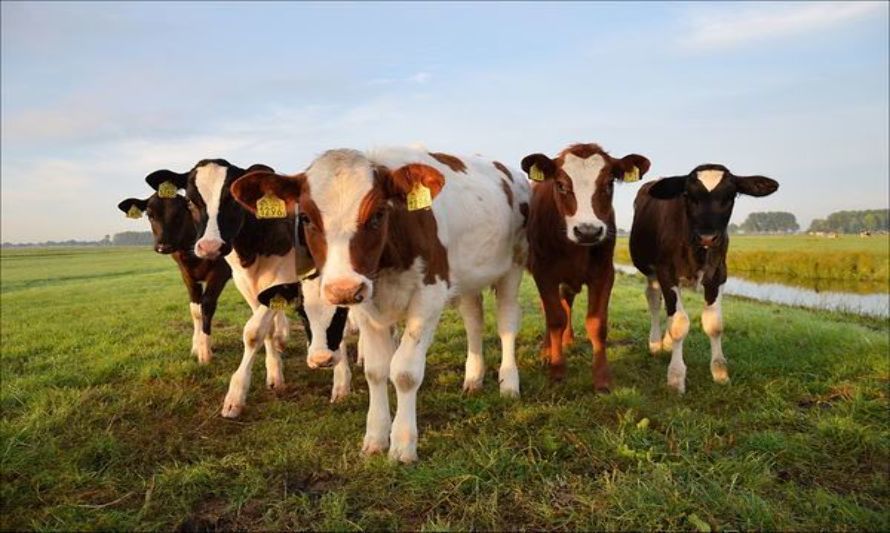 BOVINO MARKET, la nueva plataforma digital de comercialización de ganado