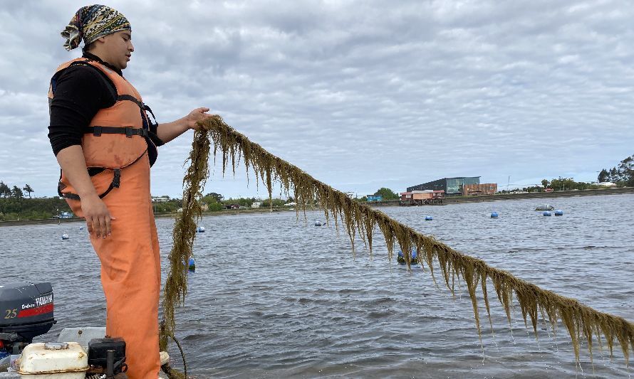 Estudiante y académico UACh lideraron estudio que propone línea base para evitar riesgos de bioseguridad en cultivo de algas en Latinoamérica