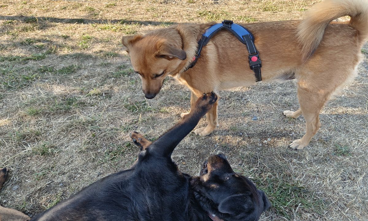 Vacaciones y mascotas: ¿llevarlas o dejarlas en casa?