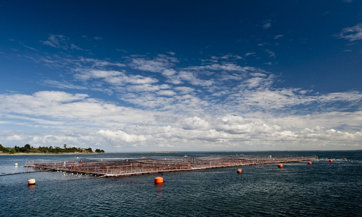 Empresas de SalmonChile realizarán estudio de huella de agua para optimizar su uso en la producción