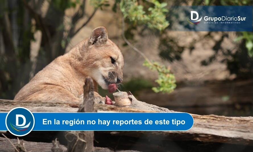 Experta explicó cuándo y por qué un puma ataca 