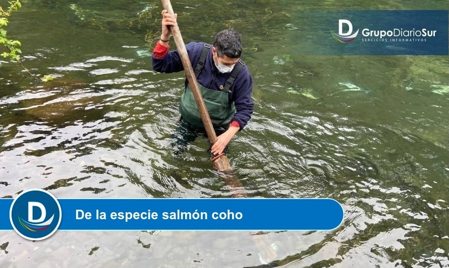Sernapesca y SMA fiscalizan mortalidad de peces en río Pilmaiquén