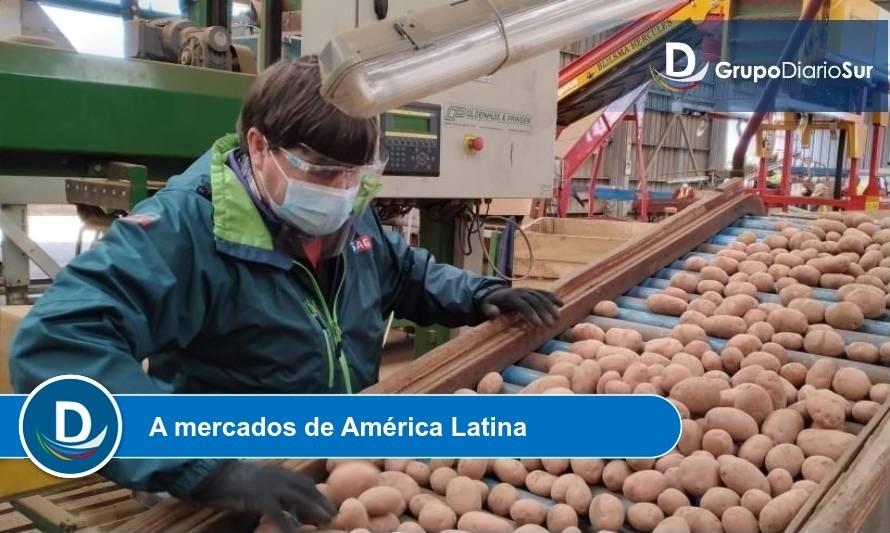 Parte temporada de exportación de semilla de papas certificadas