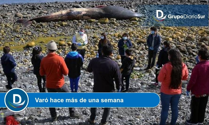 Con rogativa ancestral se despidieron restos de ballena azul varada en Chumilden